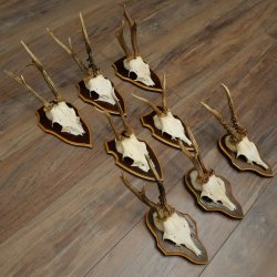 8-Piece Roe Deer Antler Set (Male Roe Deer Antlers) on Trophy Plaques 21.512