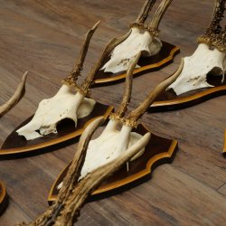 8-Piece Roe Deer Antler Set (Male Roe Deer Antlers) on Trophy Plaques 21.512