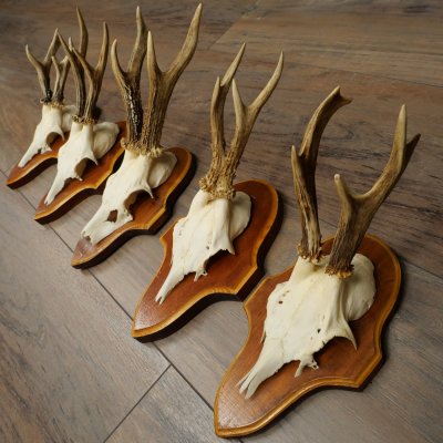 Roe Deer Antlers: 5 Roe Deer Bucks on Trophy Plaques—Roe Deer, Roe Deer Buck, Antlers 22.1446