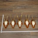 Roe Deer Antlers: 5 Roe Deer Bucks on Trophy...