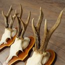 Roe Deer Antlers: 5 Roe Deer Bucks on Trophy Plaques—Roe Deer, Roe Deer Buck, Antlers 22.1446