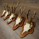 Roe Deer Antlers: 5 Roe Deer Bucks on Trophy Plaques—Roe Deer, Roe Deer Buck, Antlers 22.1446