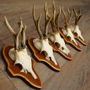 Roe Deer Antlers: 5 Roe Deer Bucks on Trophy Plaques—Roe Deer, Roe Deer Buck, Antlers 22.1446