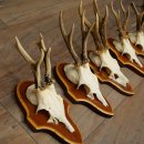 Roe Deer Antlers: 5 Roe Deer Bucks on Trophy Plaques—Roe Deer, Roe Deer Buck, Antlers 22.1446
