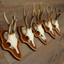 Roe Deer Antlers: 5 Roe Deer Bucks on Trophy Plaques—Roe Deer, Roe Deer Buck, Antlers 22.1446