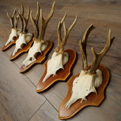 Roe Deer Antlers: 5 Roe Deer Bucks on Trophy Plaques—Roe Deer, Roe Deer Buck, Antlers 22.1446