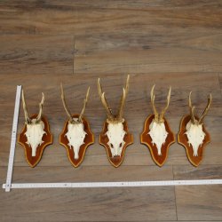 Roe Deer Antlers: 5 Roe Deer Bucks on Trophy Plaques—Roe Deer, Roe Deer Buck, Antlers 22.1446