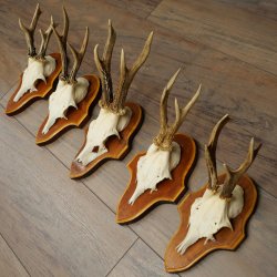 Roe Deer Antlers: 5 Roe Deer Bucks on Trophy Plaques—Roe Deer, Roe Deer Buck, Antlers 22.1446
