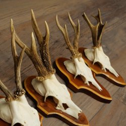 Roe Deer Antlers: 5 Roe Deer Bucks on Trophy Plaques—Roe Deer, Roe Deer Buck, Antlers 22.1446