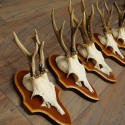 Roe Deer Antlers: 5 Roe Deer Bucks on Trophy Plaques—Roe Deer, Roe Deer Buck, Antlers 22.1446
