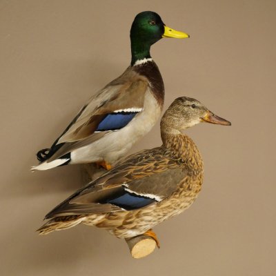 Stockenten (Anas platyrhynchos) Paar Entenpaar Präparat Ente Trophäe Deko mit Genehmigung zum Verkauf 90.3.47