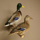 Stockenten (Anas platyrhynchos) Paar Entenpaar Präparat Ente Trophäe Deko mit Genehmigung zum Verkauf 90.3.47