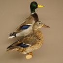 Stockenten (Anas platyrhynchos) Paar Entenpaar Präparat Ente Trophäe Deko mit Genehmigung zum Verkauf 90.3.47