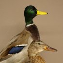Stockenten (Anas platyrhynchos) Paar Entenpaar Präparat Ente Trophäe Deko mit Genehmigung zum Verkauf 90.3.47