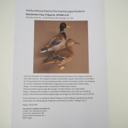 Stockenten (Anas platyrhynchos) Paar Entenpaar Präparat Ente Trophäe Deko mit Genehmigung zum Verkauf 90.3.47