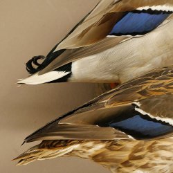 Stockenten (Anas platyrhynchos) Paar Entenpaar Präparat Ente Trophäe Deko mit Genehmigung zum Verkauf 90.3.47