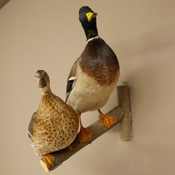 Stockenten (Anas platyrhynchos) Paar Entenpaar Präparat Ente Trophäe Deko mit Genehmigung zum Verkauf 90.3.47