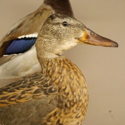 Stockenten (Anas platyrhynchos) Paar Entenpaar Präparat Ente Trophäe Deko mit Genehmigung zum Verkauf 90.3.47