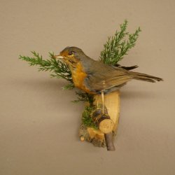Roodborstje, opgezette vogel, opgezette zangvogel, opgezette vogel met vergunning voor het in de handel brengen
