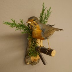 Roodborstje, opgezette vogel, opgezette zangvogel, opgezette vogel met vergunning voor het in de handel brengen