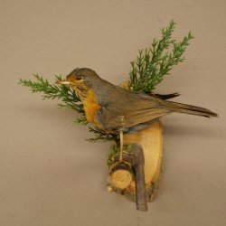 Roodborstje, opgezette vogel, opgezette zangvogel, opgezette vogel met vergunning voor het in de handel brengen