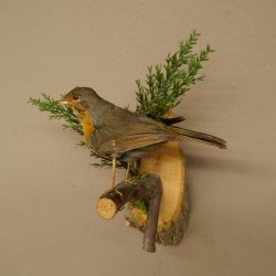 Roodborstje, opgezette vogel, opgezette zangvogel, opgezette vogel met vergunning voor het in de handel brengen