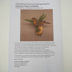 Roodborstje, opgezette vogel, opgezette zangvogel, opgezette vogel met vergunning voor het in de handel brengen