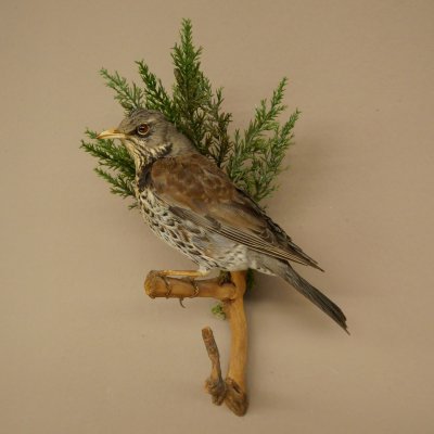 Wacholderdrossel Vogel Präparat Höhe 33 cm Tierpräparat mit Genehmigung zur Vermarktung