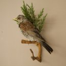 Wacholderdrossel Vogel Präparat Höhe 33 cm Tierpräparat mit Genehmigung zur Vermarktung
