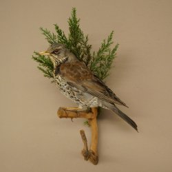 Wacholderdrossel Vogel Präparat Höhe 33 cm Tierpräparat mit Genehmigung zur Vermarktung
