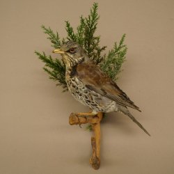 Wacholderdrossel Vogel Präparat Höhe 33 cm Tierpräparat mit Genehmigung zur Vermarktung