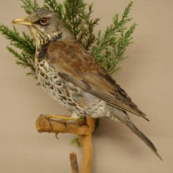 Wacholderdrossel Vogel Präparat Höhe 33 cm Tierpräparat mit Genehmigung zur Vermarktung