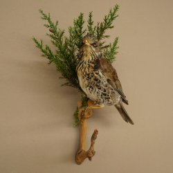 Wacholderdrossel Vogel Präparat Höhe 33 cm Tierpräparat mit Genehmigung zur Vermarktung