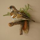 House Sparrow, Sparrow, Stuffed Bird, Height 19 cm, Stuffed Animal with Marketing Approval
