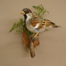 House Sparrow, Sparrow, Stuffed Bird, Height 19 cm, Stuffed Animal with Marketing Approval
