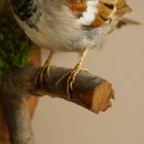 House Sparrow, Sparrow, Stuffed Bird, Height 19 cm, Stuffed Animal with Marketing Approval