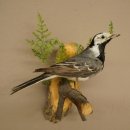 Bachstelze Präparat Singvogel Höhe 18 cm Vogel...