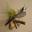 White Wagtail Taxidermy Specimen, Songbird, Height 18 cm, Bird Taxidermy Specimen, Authorized for Sale