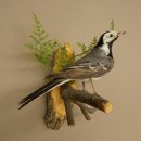 White Wagtail Taxidermy Specimen, Songbird, Height 18 cm, Bird Taxidermy Specimen, Authorized for Sale