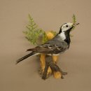 White Wagtail Taxidermy Specimen, Songbird, Height 18 cm, Bird Taxidermy Specimen, Authorized for Sale