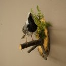 White Wagtail Taxidermy Specimen, Songbird, Height 18 cm, Bird Taxidermy Specimen, Authorized for Sale