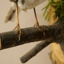White Wagtail Taxidermy Specimen, Songbird, Height 18 cm, Bird Taxidermy Specimen, Authorized for Sale