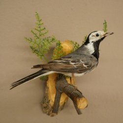 White Wagtail Taxidermy Specimen, Songbird, Height 18 cm, Bird Taxidermy Specimen, Authorized for Sale