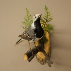 White Wagtail Taxidermy Specimen, Songbird, Height 18 cm, Bird Taxidermy Specimen, Authorized for Sale