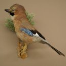 Eichelhäher auf Ast Tierpräparat Präparat Vogel mit Herkunftsnachweis 90.9.14