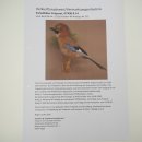 Eichelhäher auf Ast Tierpräparat Präparat Vogel mit Herkunftsnachweis 90.9.14