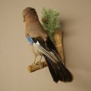 Eichelhäher auf Ast Tierpräparat Präparat Vogel mit Herkunftsnachweis 90.9.14