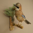 Eichelhäher auf Ast Tierpräparat Präparat Vogel mit Herkunftsnachweis 90.9.14