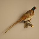 Faisan de chasse, faisan empaillé entier, oiseau...