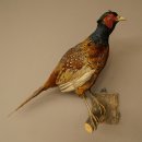 Faisan de chasse, faisan empaillé entier, oiseau empaillé, trophée avec certificat dorigine 90.5.72